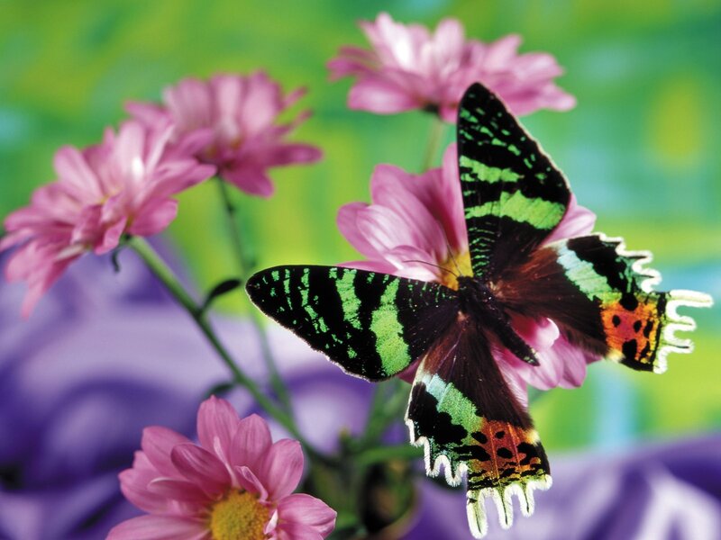 Colorful butterfly on pink flowers
