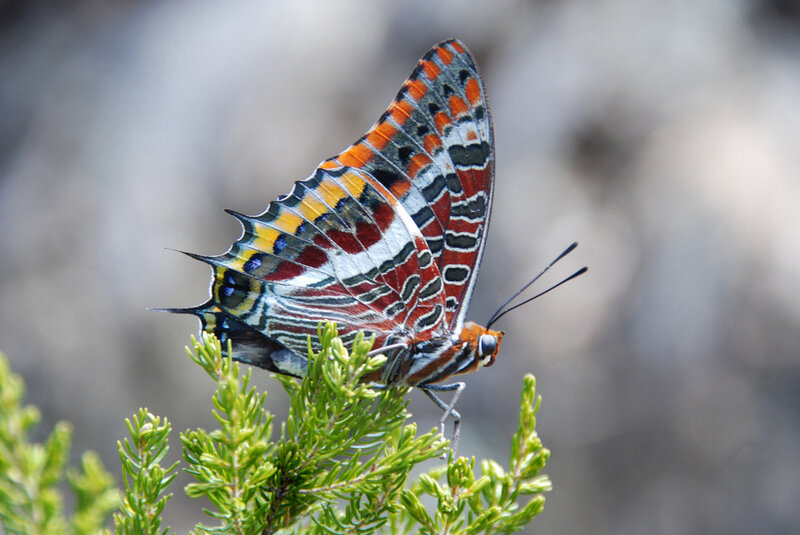Colorful Butterfly on Plant