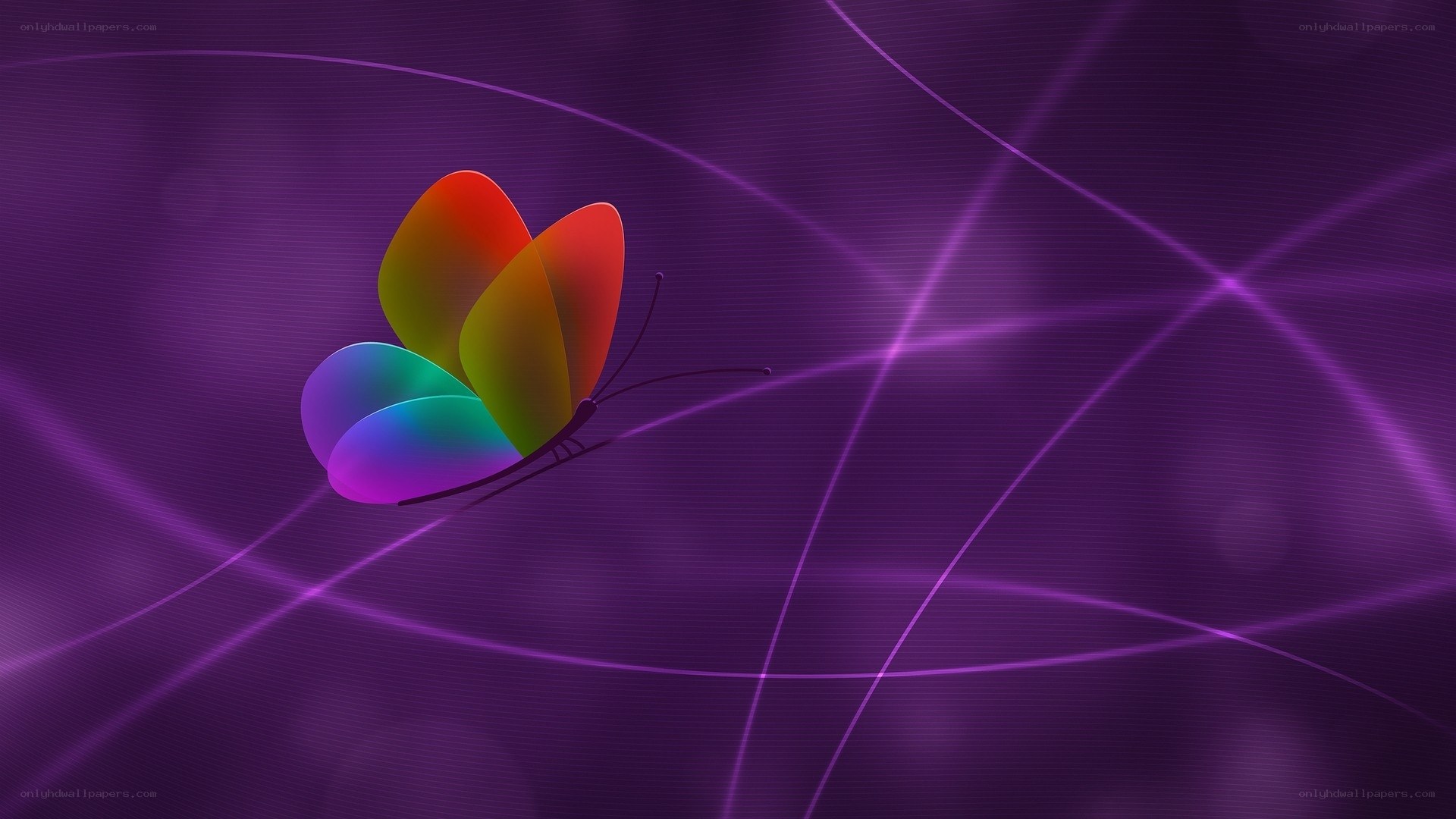 colorful butterfly on purple background