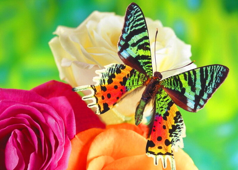 Colorful Butterfly on Roses — Green