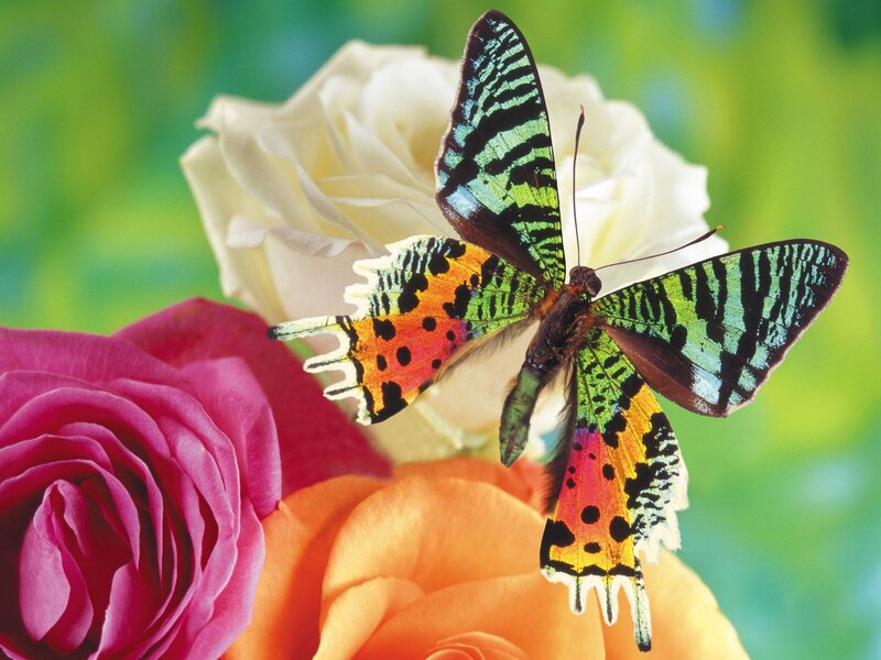 Colorful Butterfly on Roses — Pink
