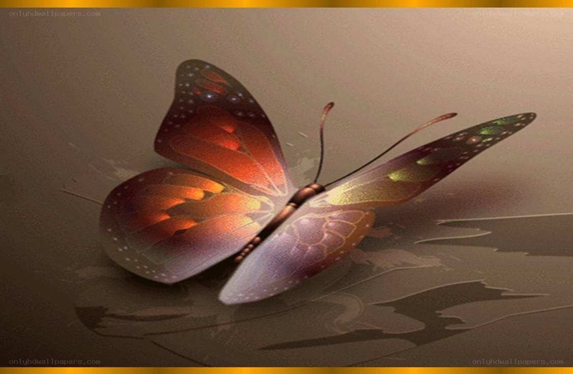 colorful butterfly on surface