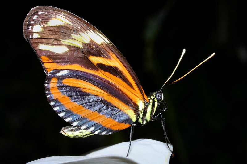 Colorful butterfly on white petal
