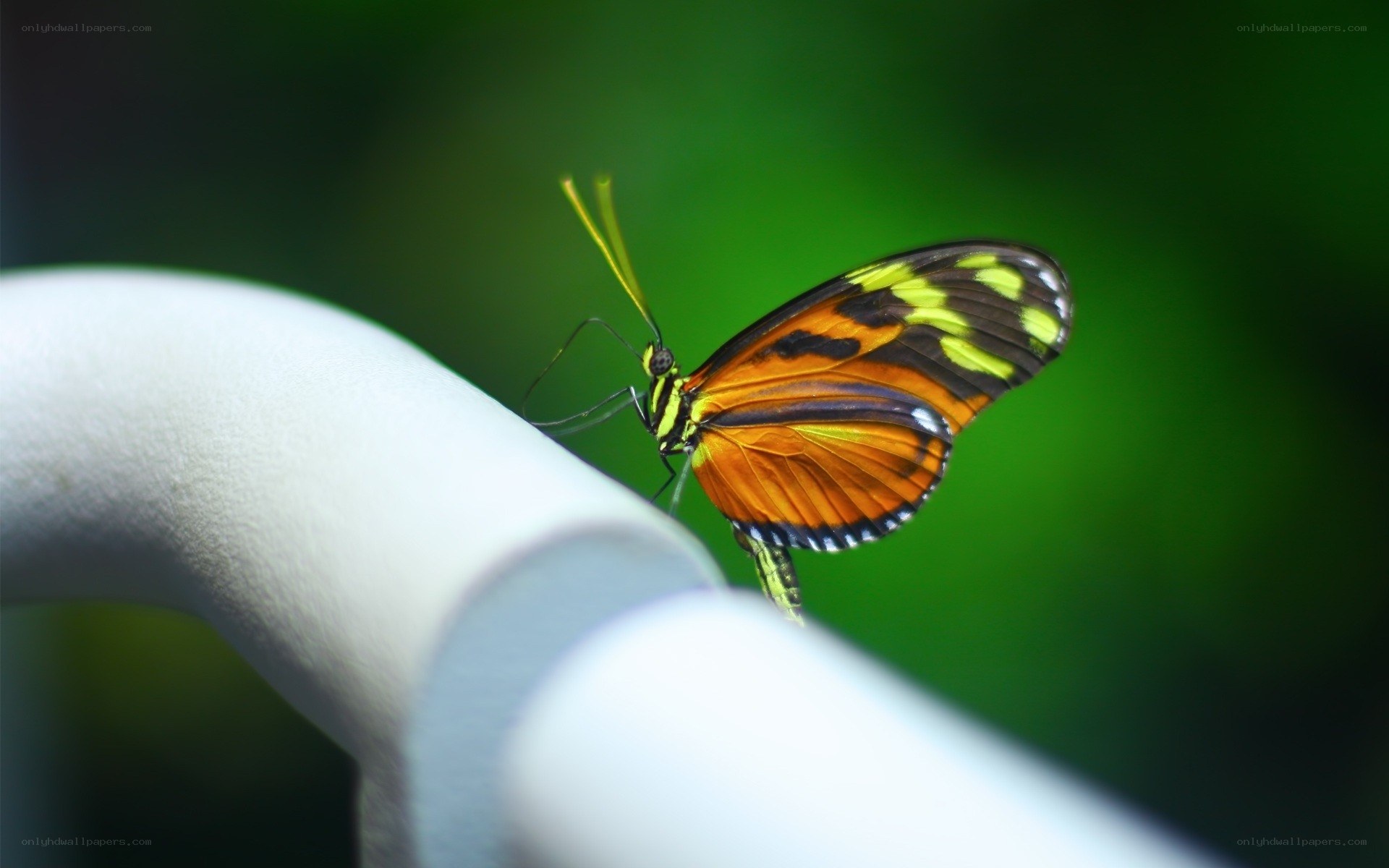 Colorful butterfly on white rail