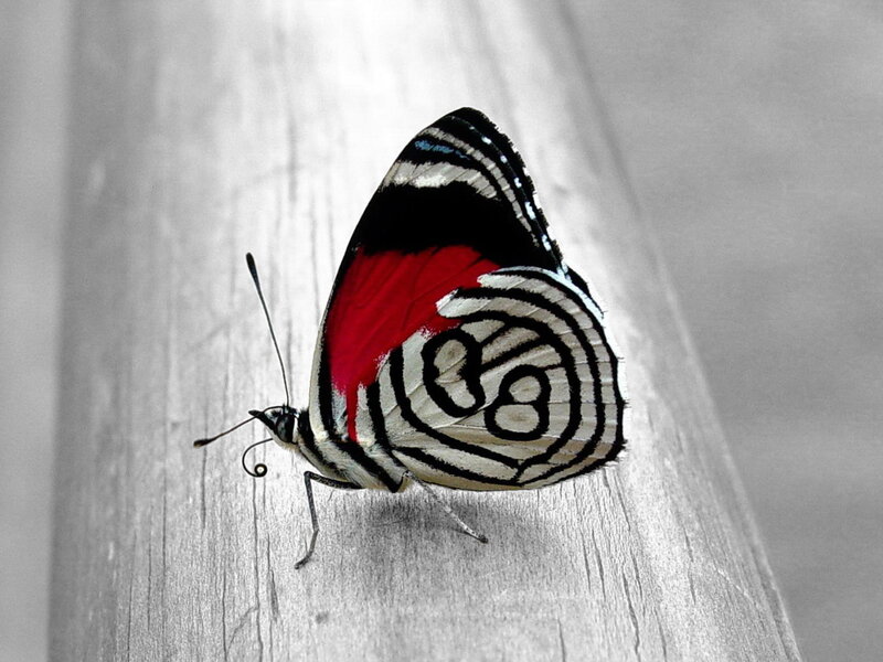 colorful butterfly on wood
