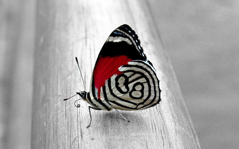colorful butterfly on wood