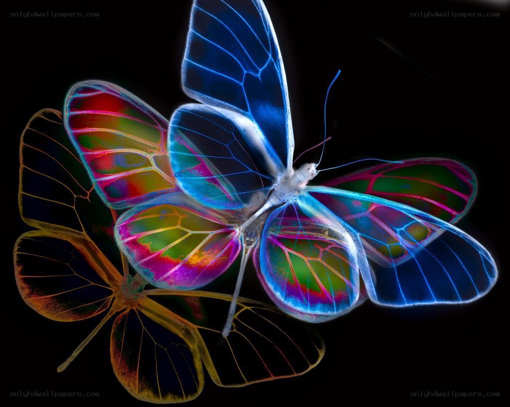 Colorful butterfly wings