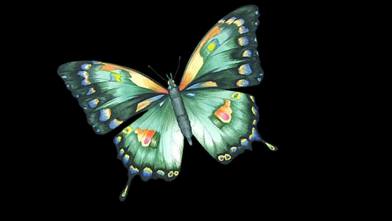 colorful butterfly with green wings