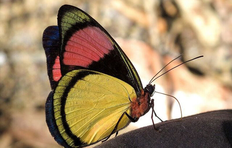 Colorful Butterfly — Yellow, Calm