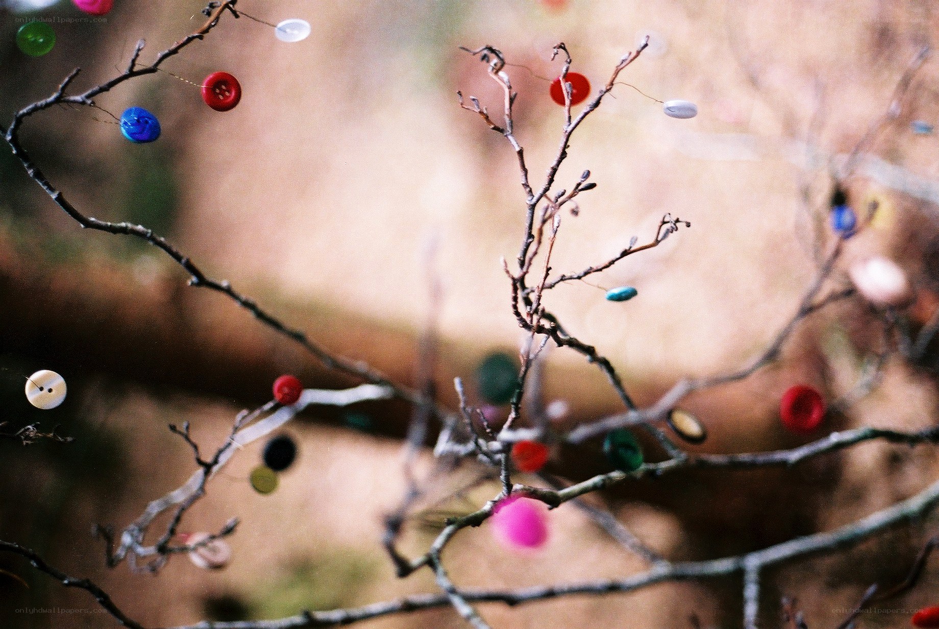 Colorful buttons on branches