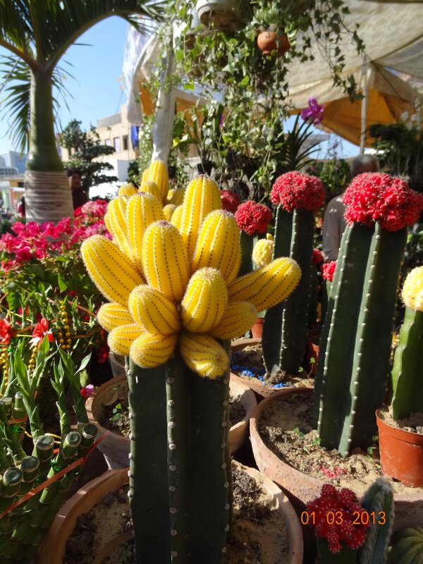Colorful cacti at a market