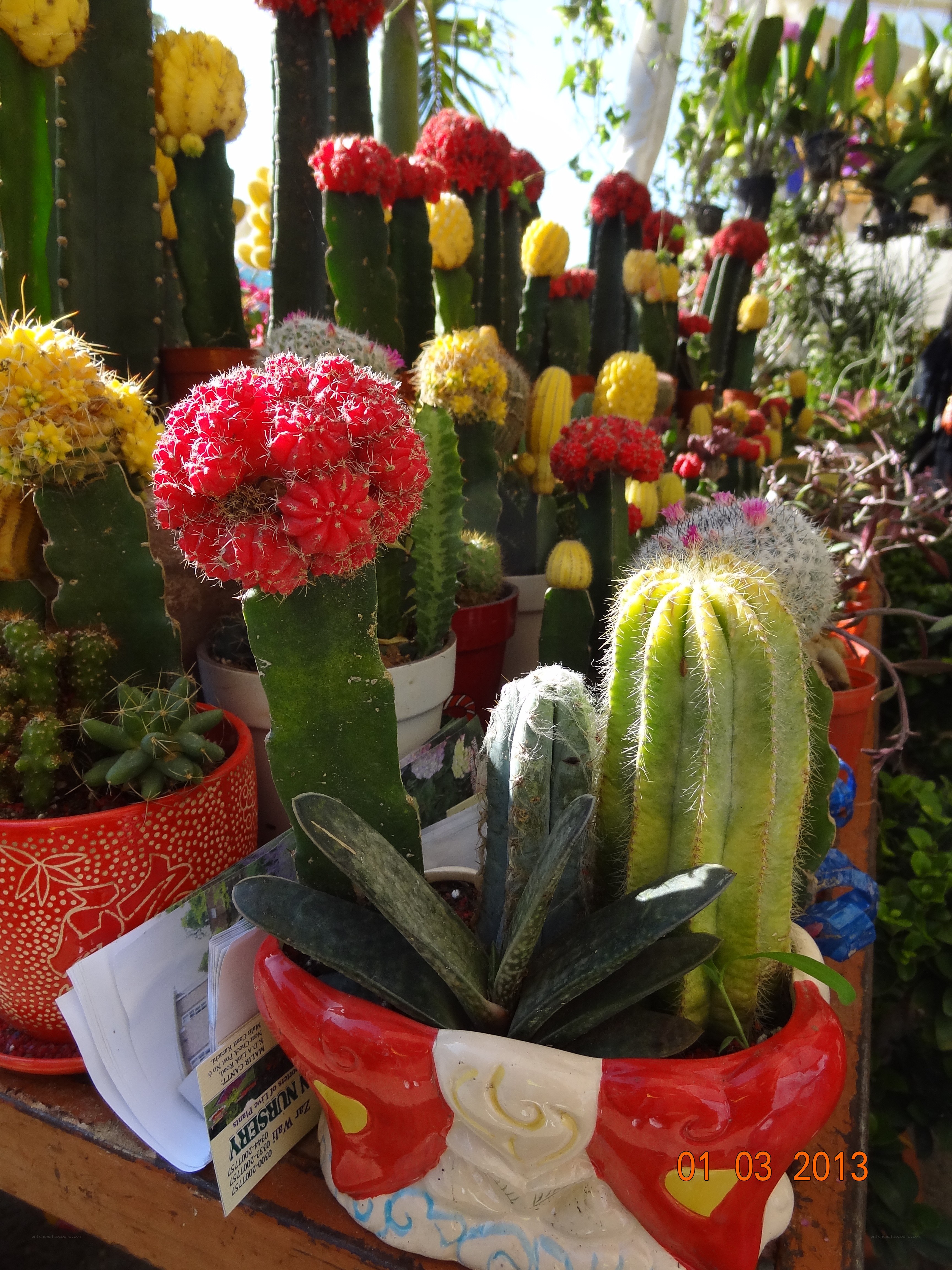 Colorful cacti display