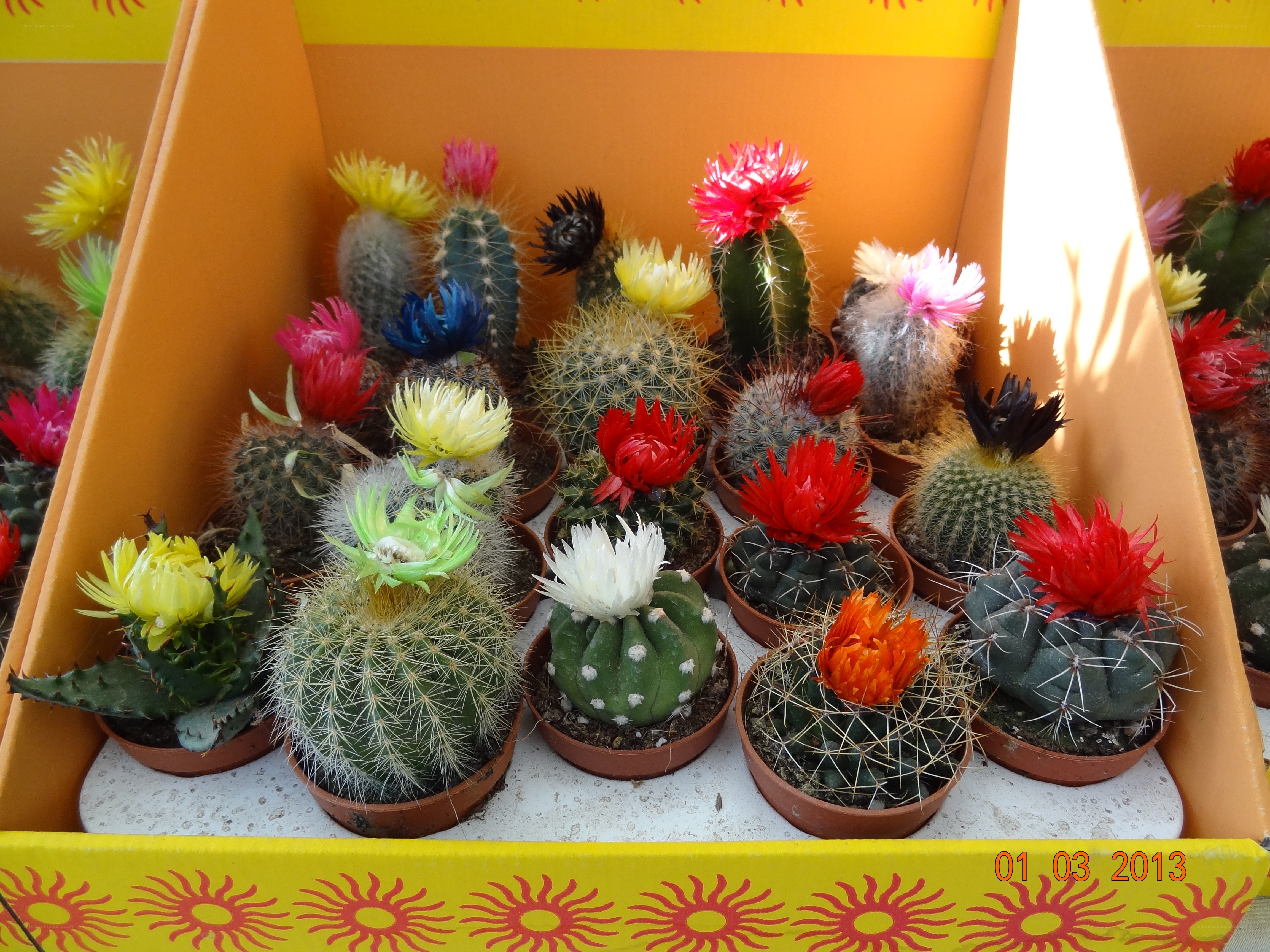 Colorful cacti in a box
