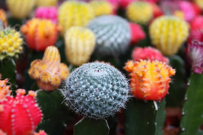 Colorful Cacti in Focus