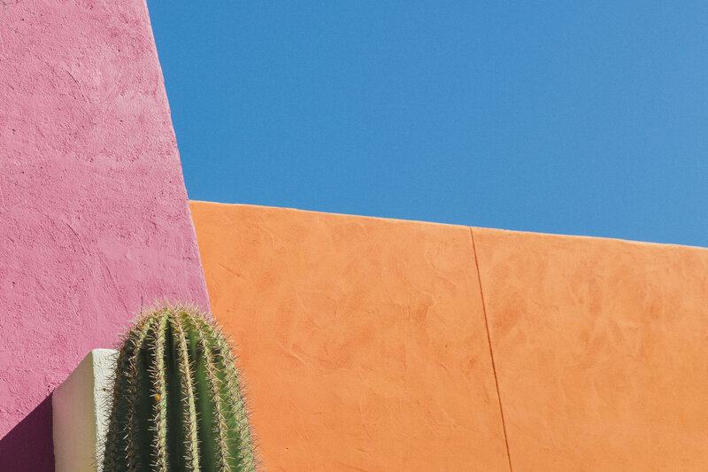 Colorful cactus against painted walls