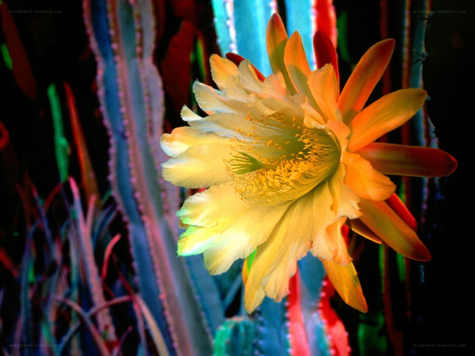 Colorful cactus flower bloom
