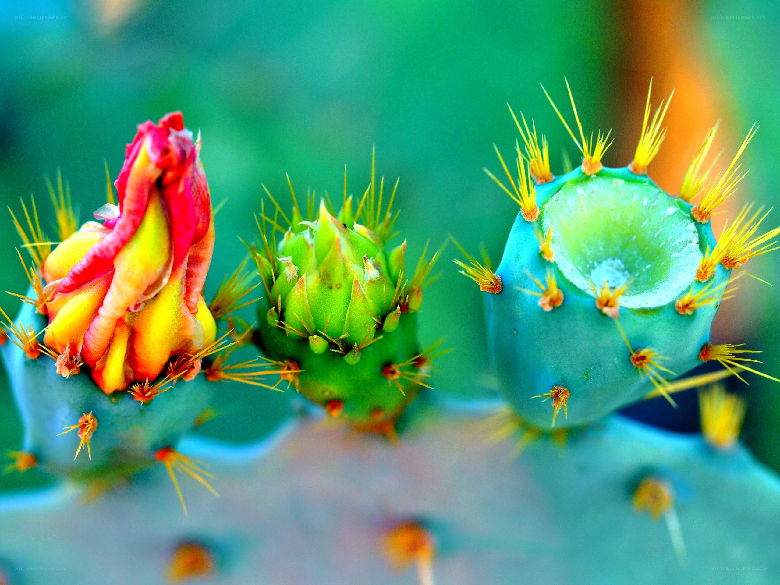 Colorful cactus flower buds