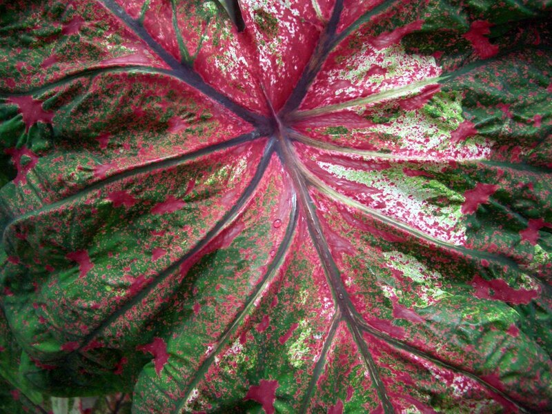 Colorful Caladium Leaf