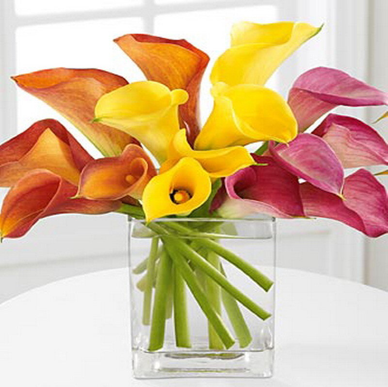 Colorful calla lilies in a vase