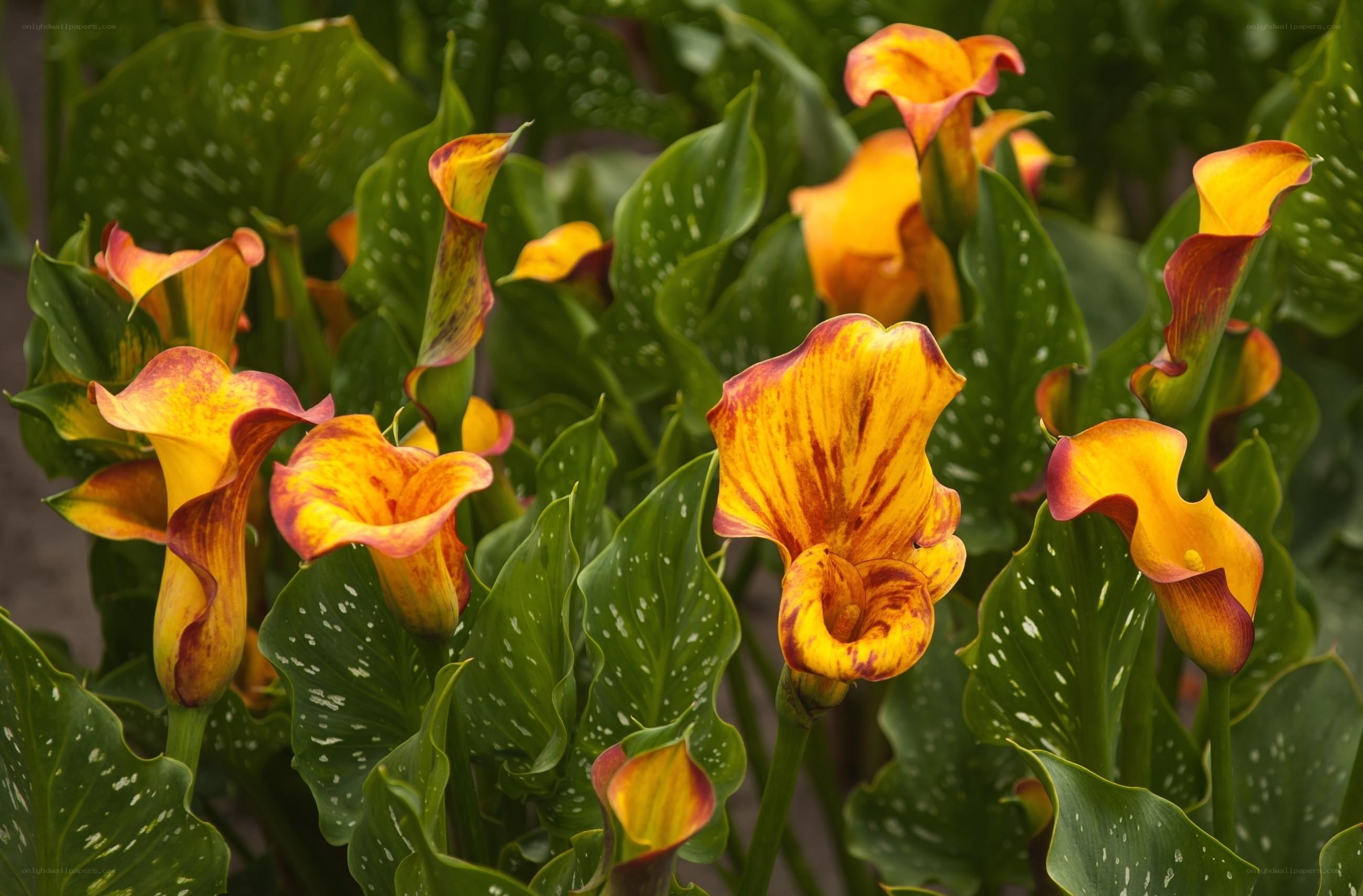 Colorful calla lilies in bloom