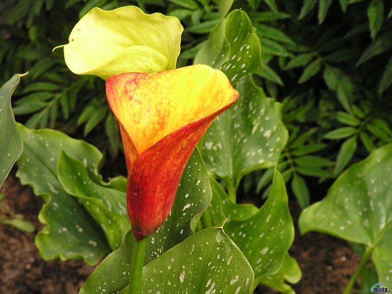 Colorful calla lilies in garden