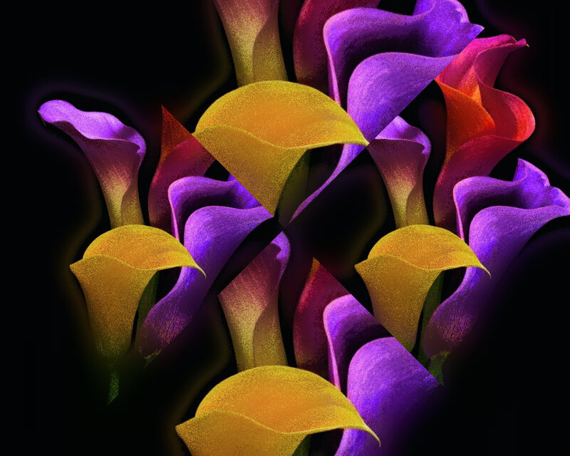 Colorful Calla Lilies — Purple, Dramatic