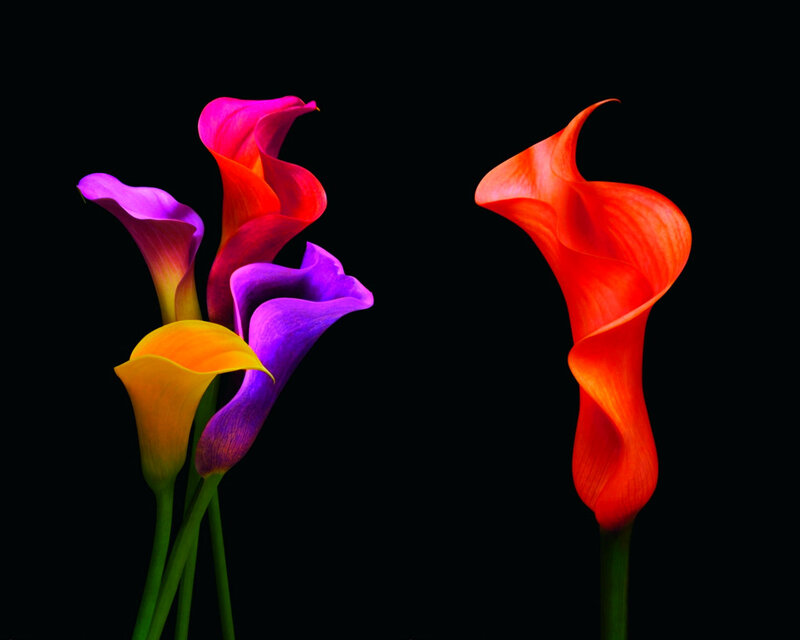 Colorful Calla Lilies — Purple