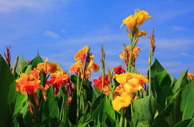 Colorful canna lilies in bloom