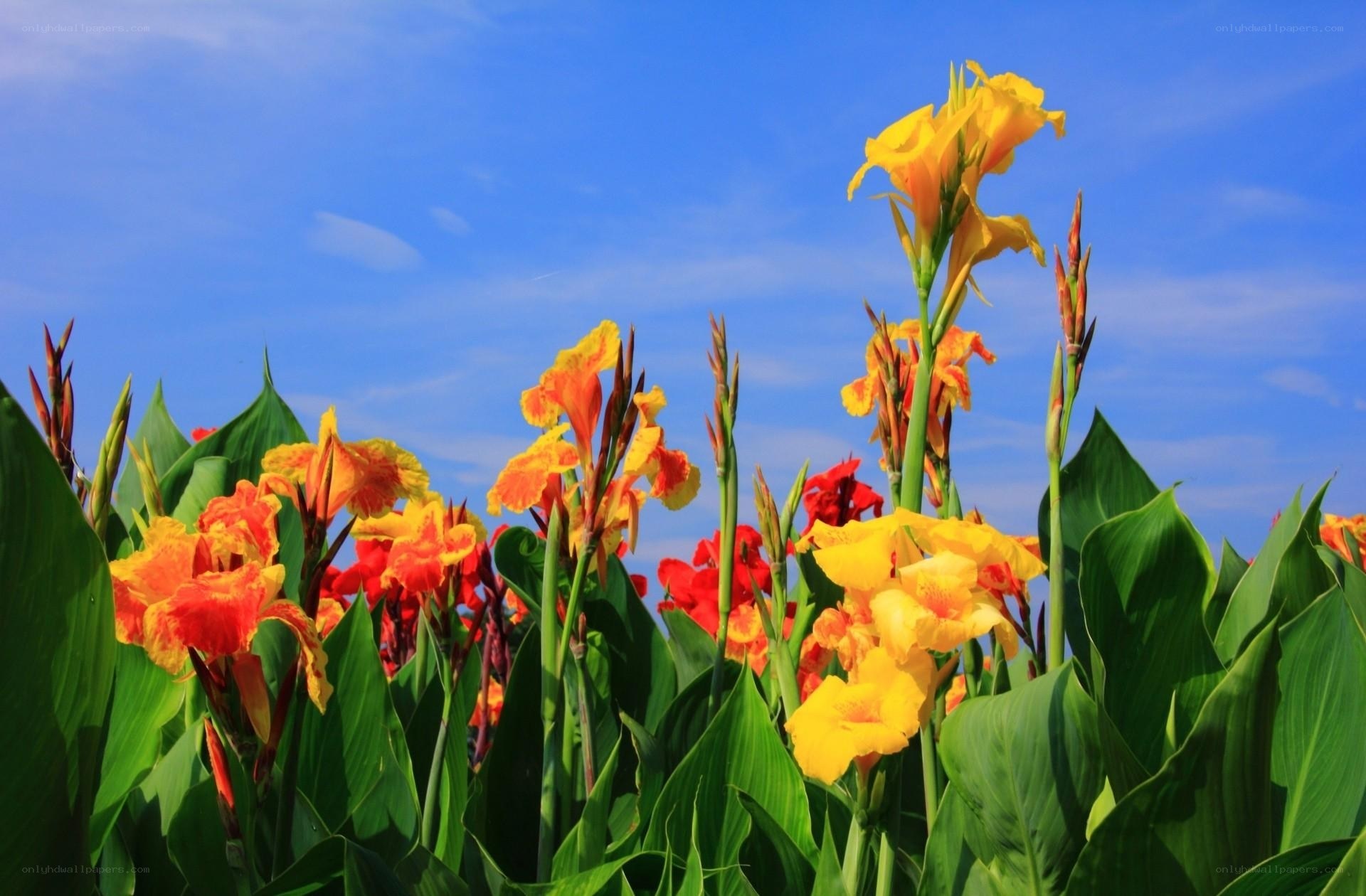 Colorful canna lilies in bloom