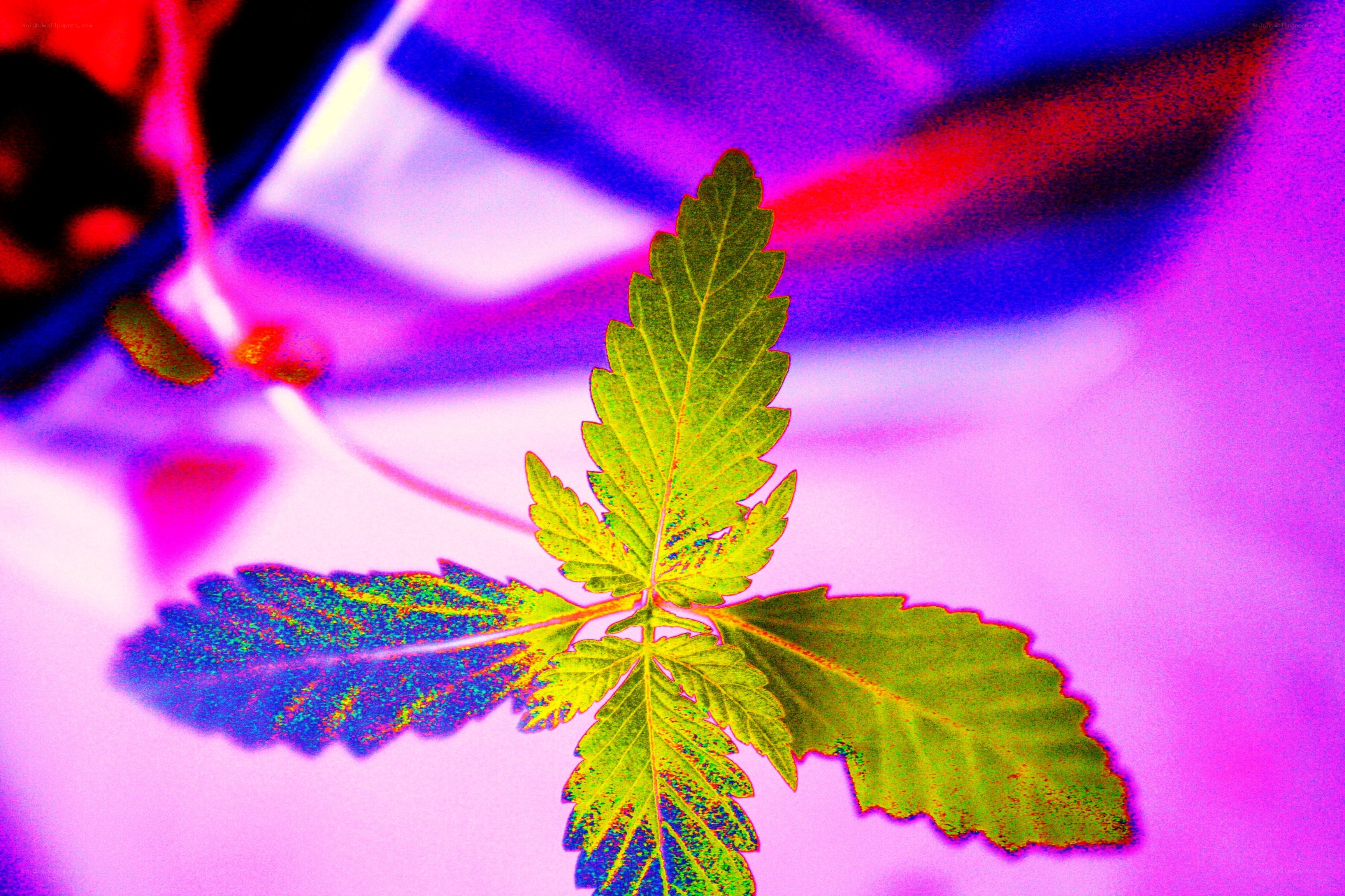 Colorful cannabis leaf