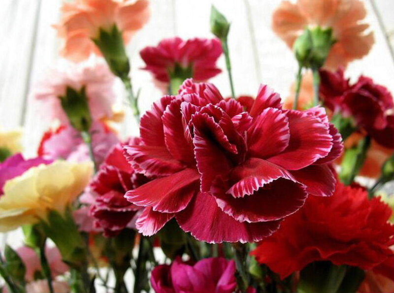 Colorful carnation bouquet