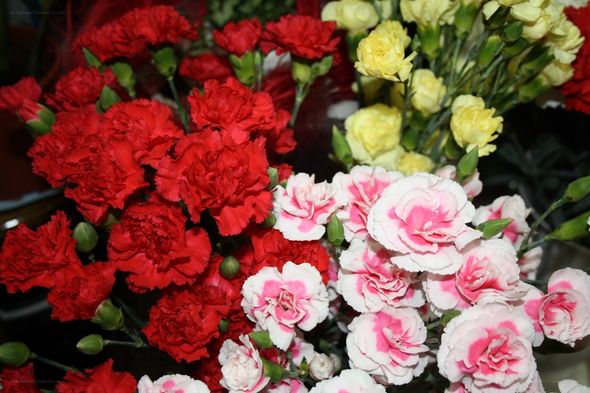 Colorful carnation bouquet