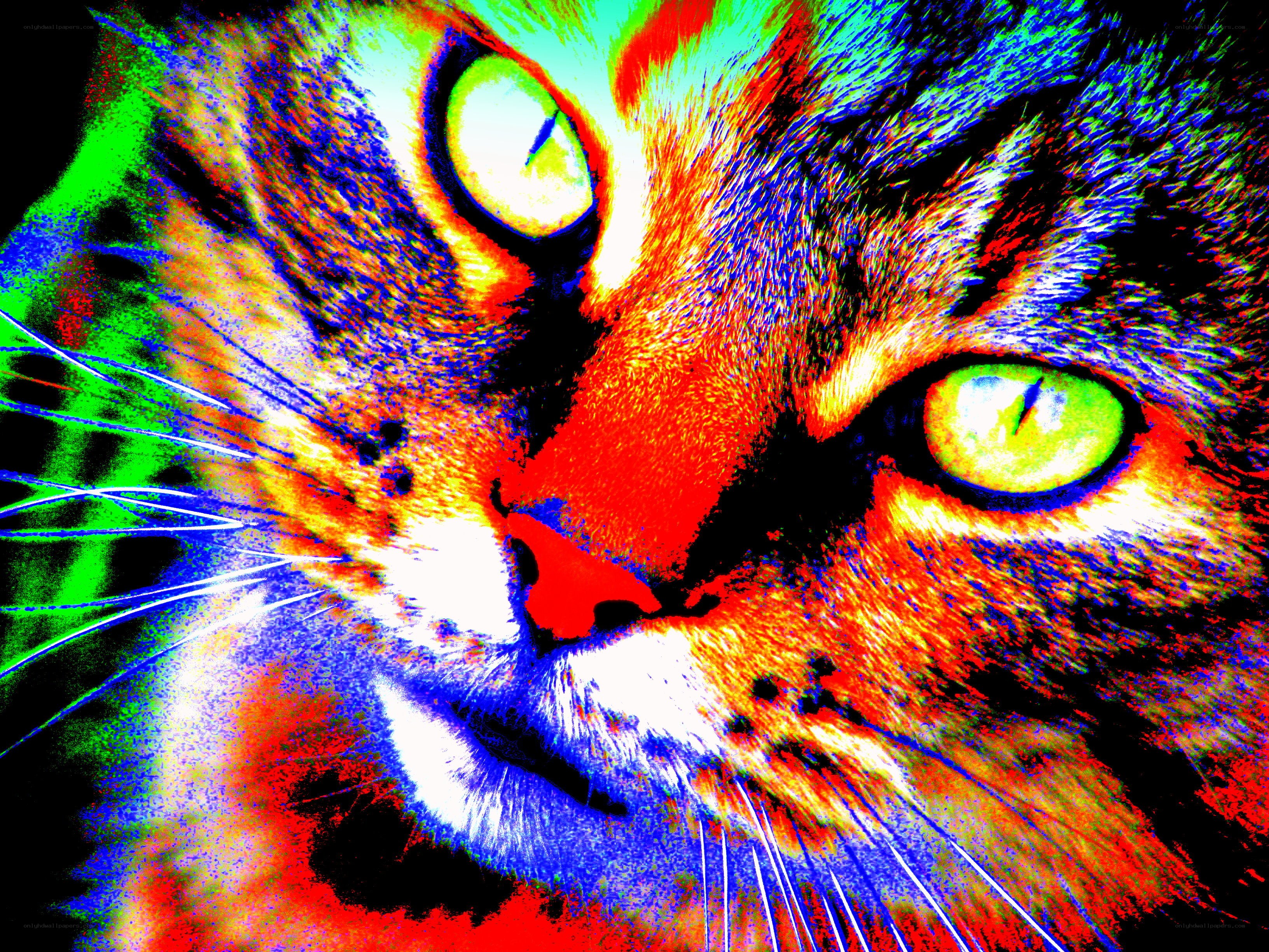 colorful cat face close-up