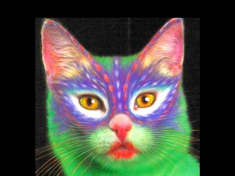 colorful cat face