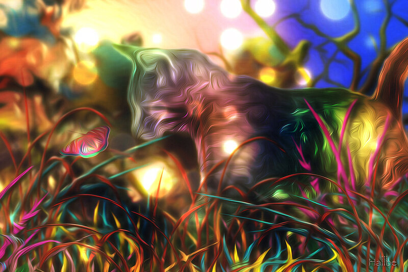 Colorful Cat in Grass