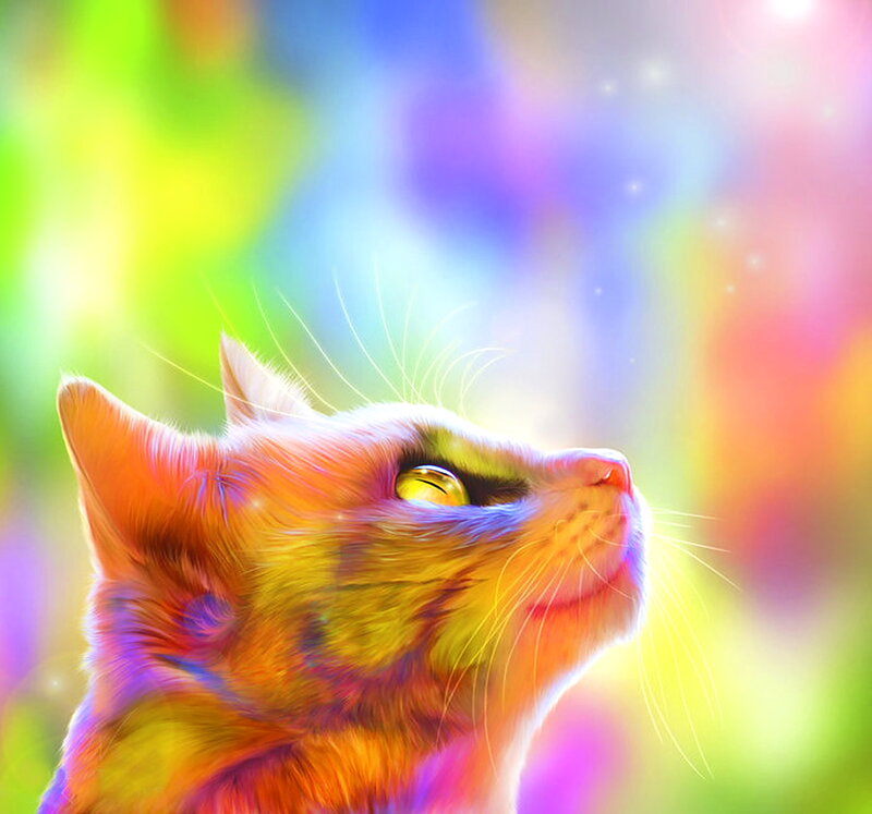 Colorful Cat Looking Up