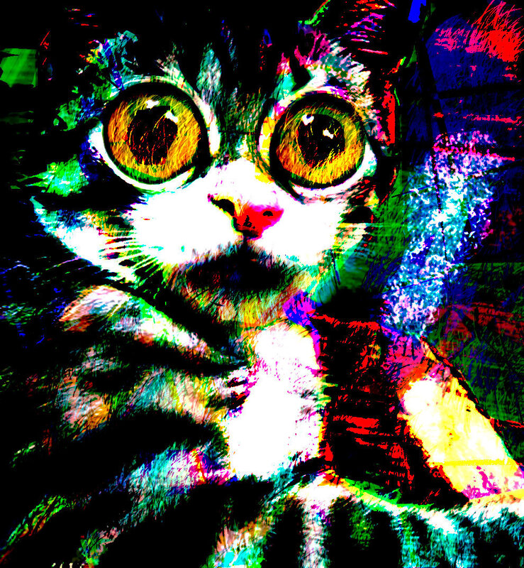colorful cat with wide eyes