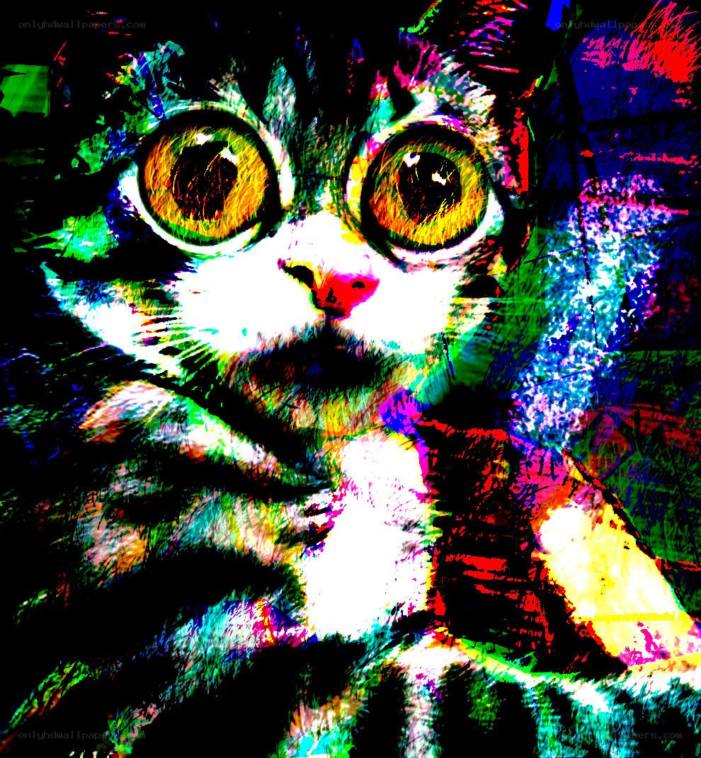 colorful cat with wide eyes
