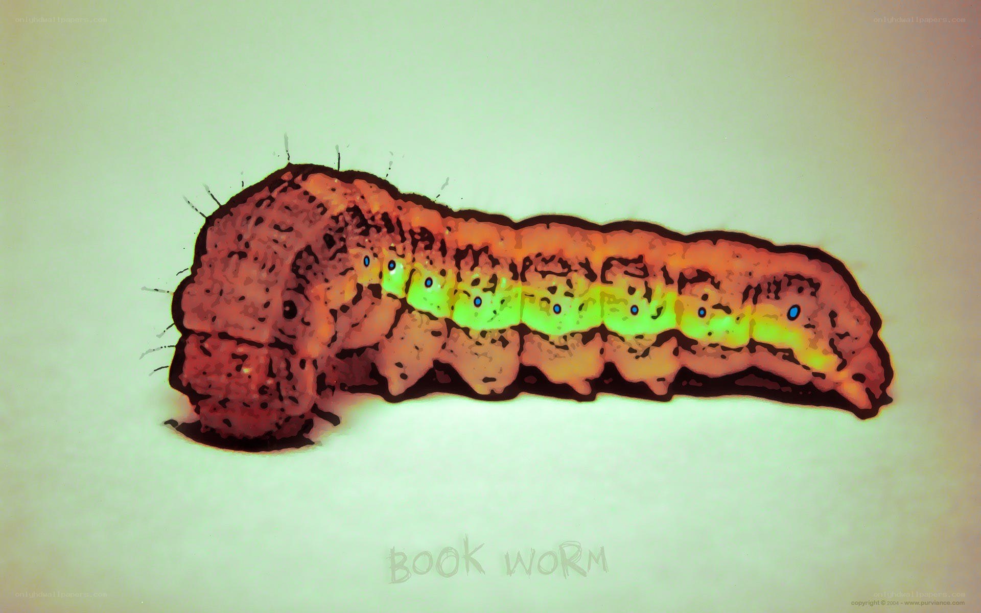 colorful caterpillar illustration