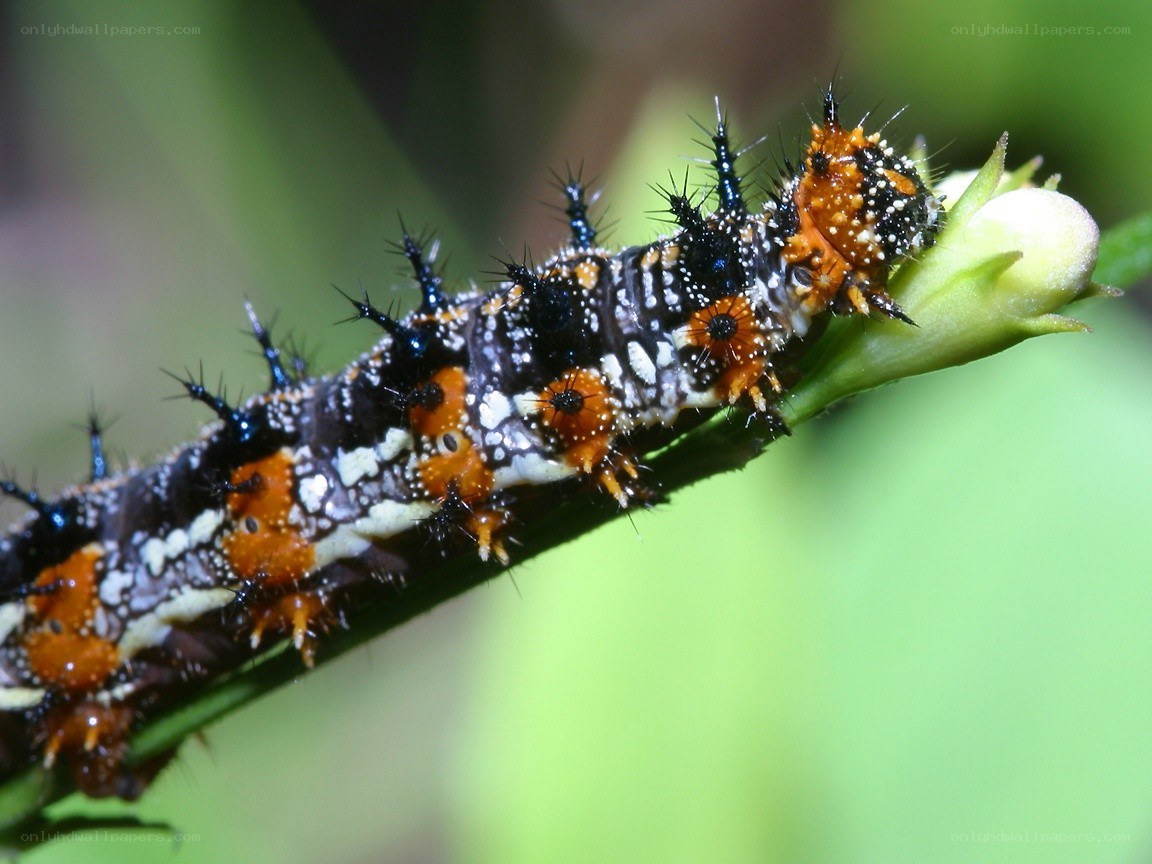 colorful caterpillar on a stem