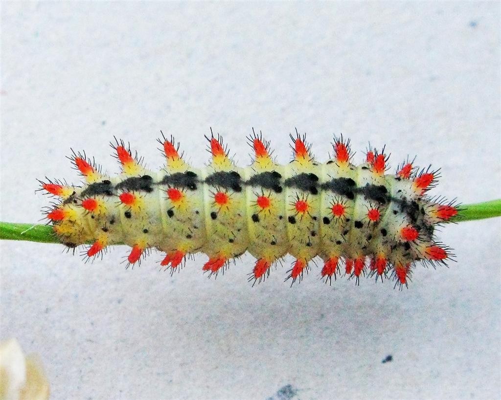 colorful caterpillar on a stem