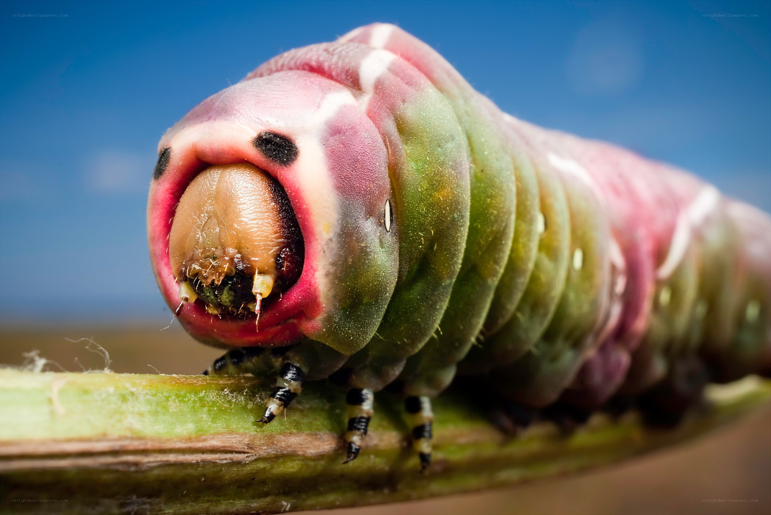 colorful caterpillar on a stem