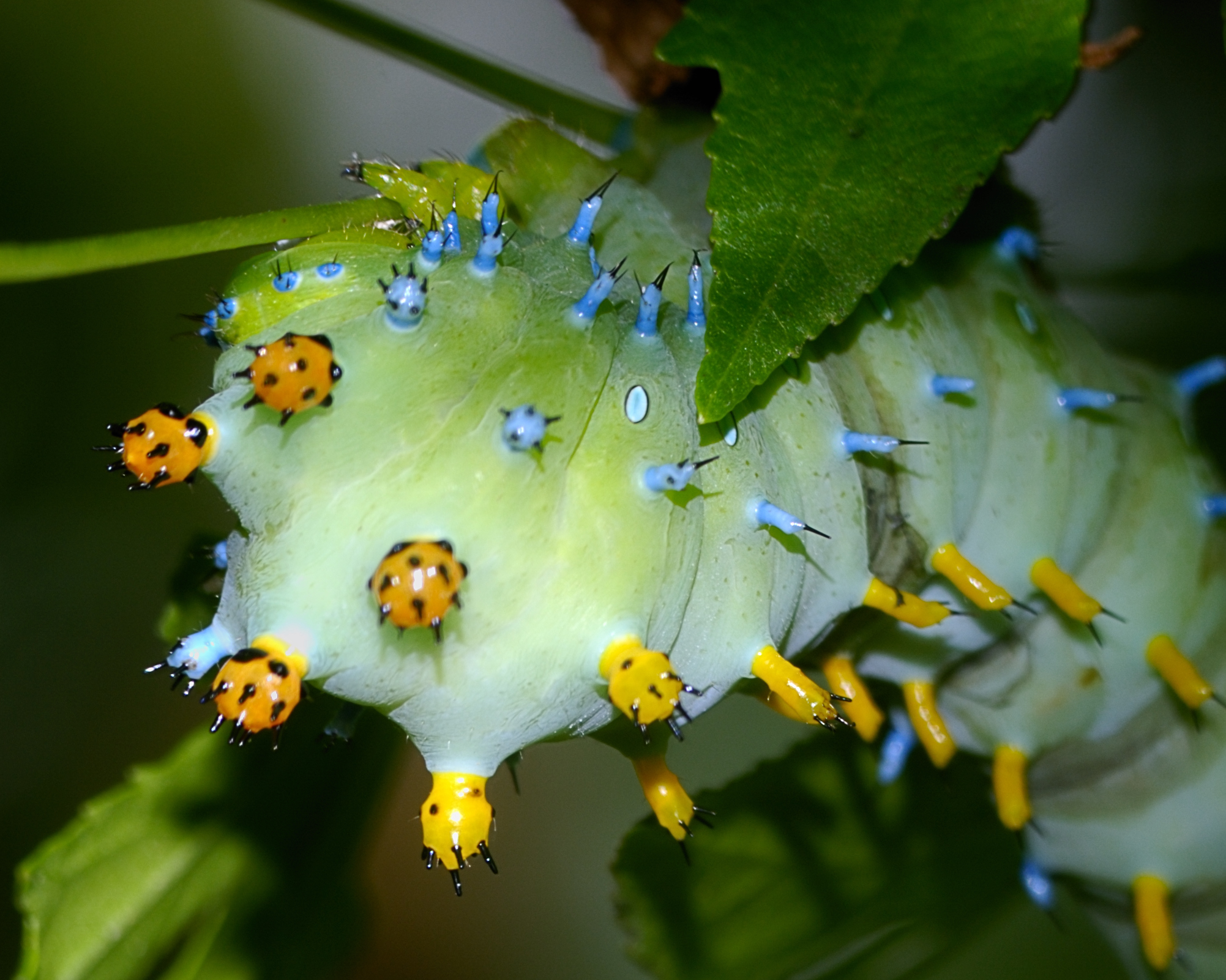 colorful caterpillar on leaf