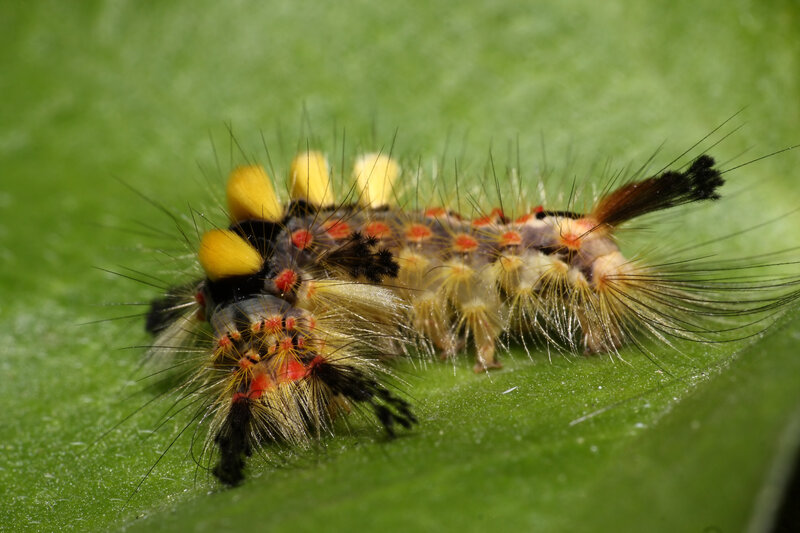 colorful caterpillar on leaf