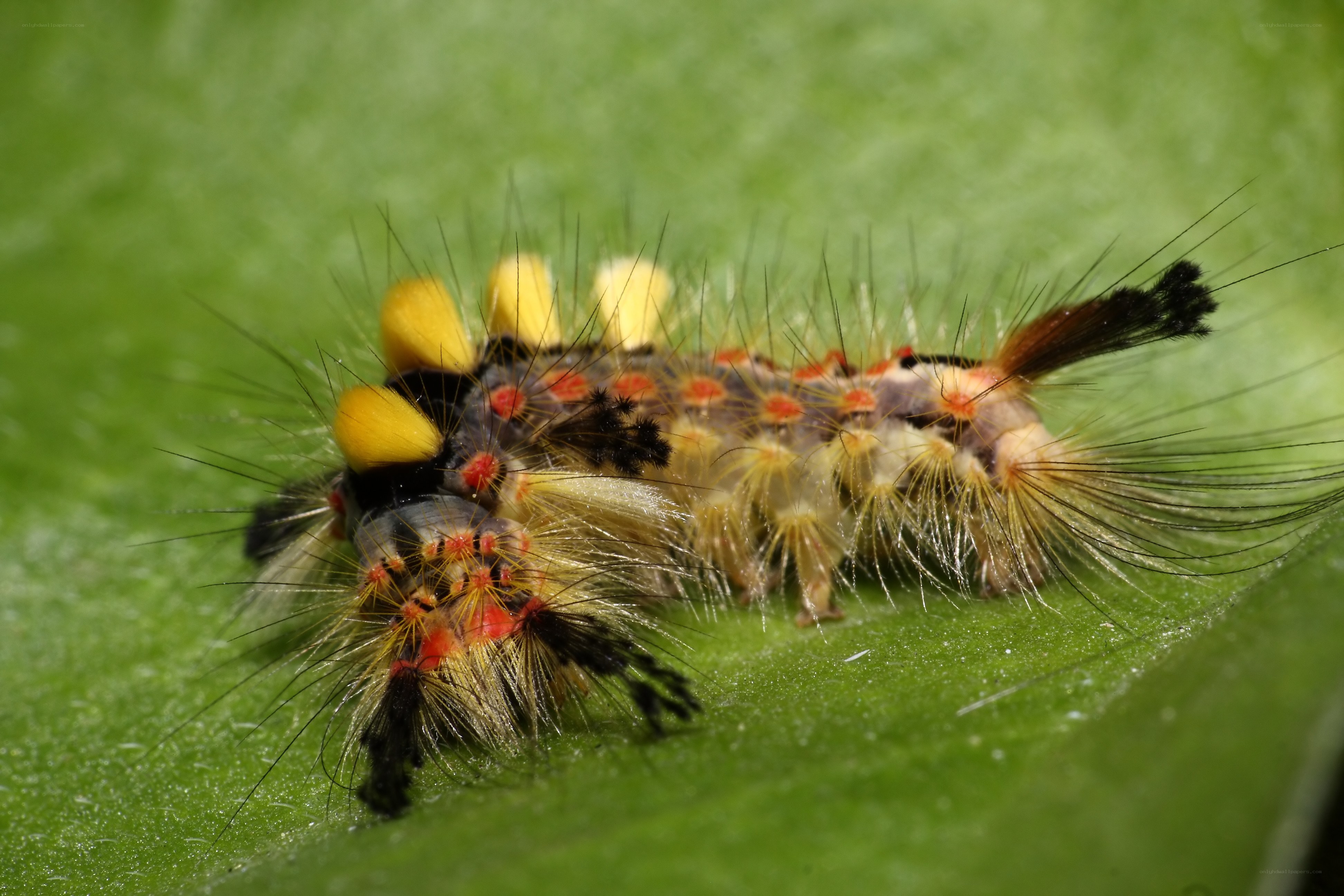 colorful caterpillar on leaf