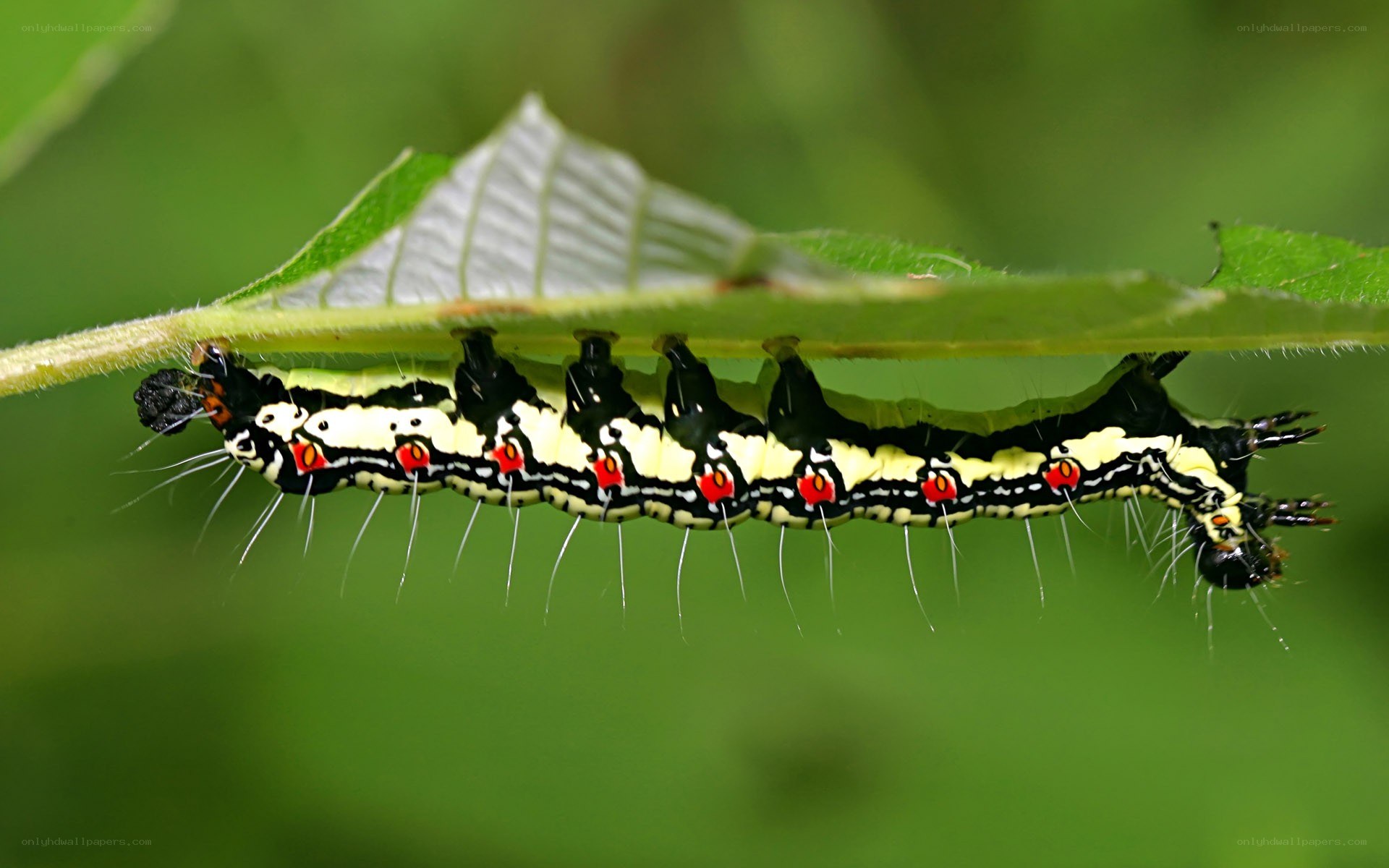 colorful caterpillar on leaf