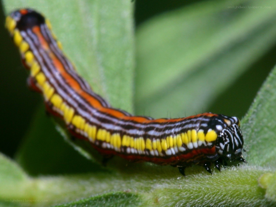 colorful caterpillar on leaf