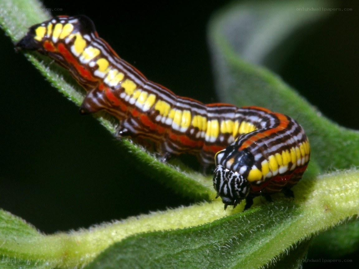 colorful caterpillar on leaf