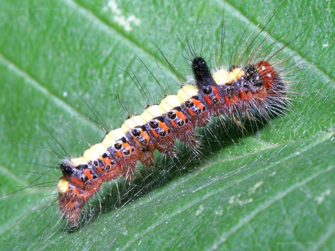 colorful caterpillar on leaf
