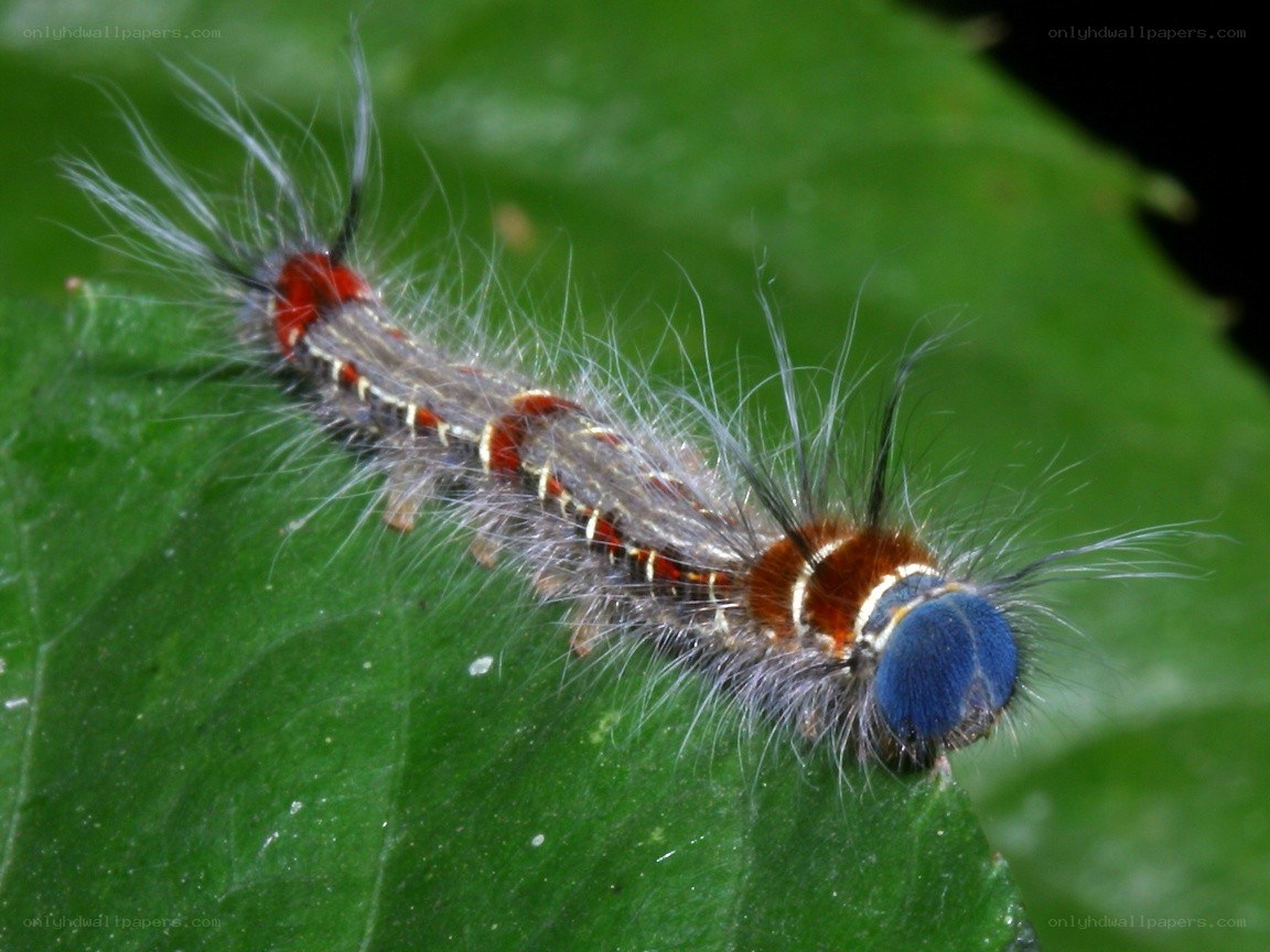 colorful caterpillar on leaf